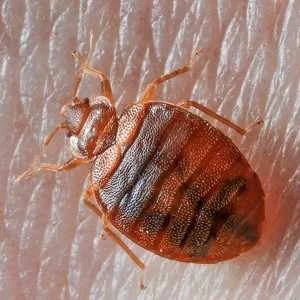 Bed Bugs
