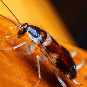 Brown Banded Cockroach (Supella longipalpa)