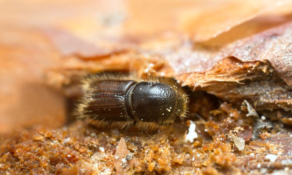 Why DIY Pest Control Fails in Kerala Homes