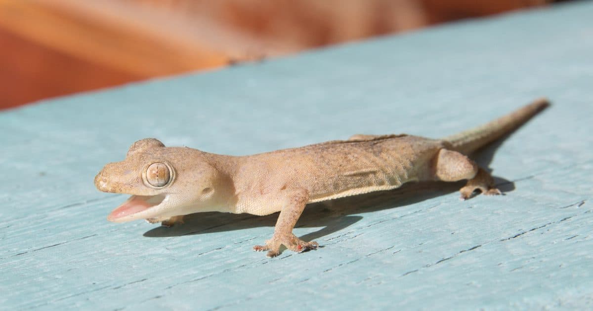 Lizard Control Services in Kerala: The Complete Homeowner Guide
