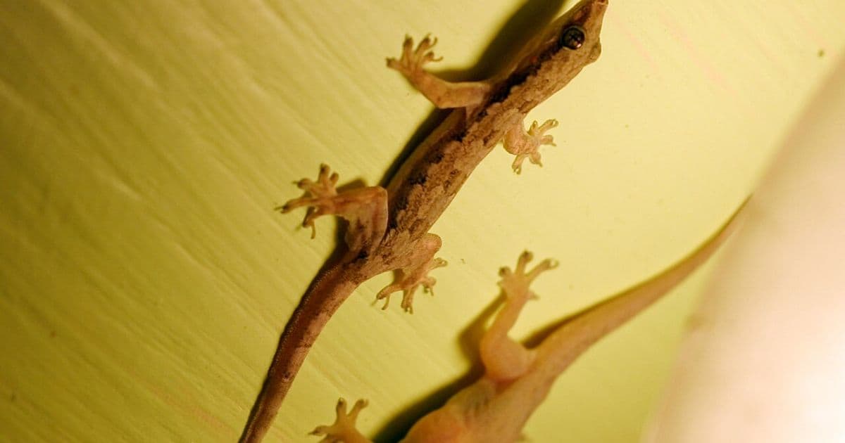 Why Kerala Homes Attract So Many Lizards: Climate & Lifestyle Factors