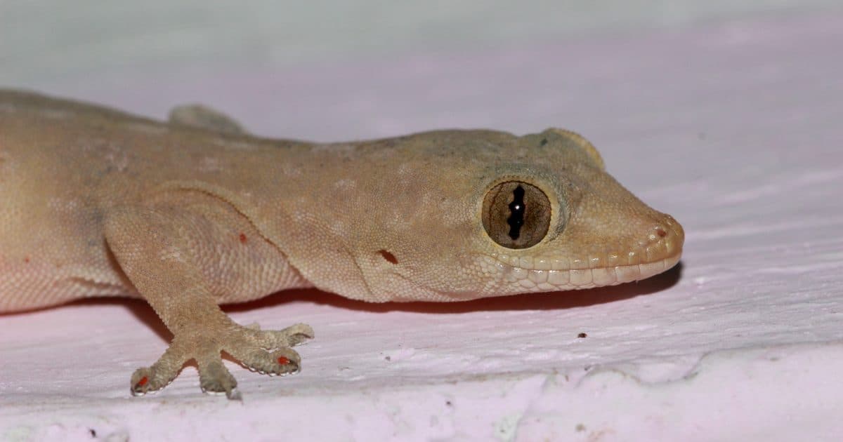 DIY vs Professional Lizard Pest Control: What Actually Works