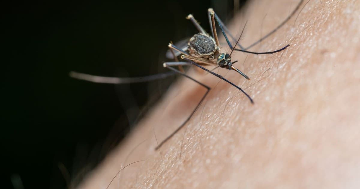 Mosquito Control Services in Kerala: The Complete Guide