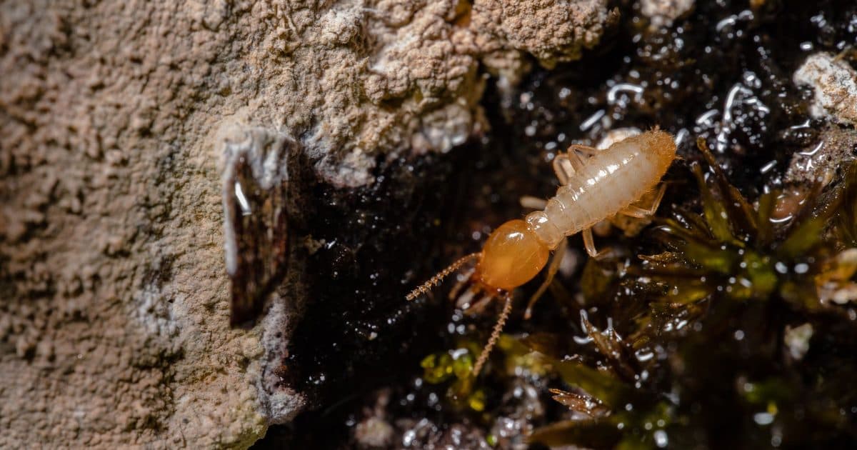 Subterranean, Drywood or Dampwood Termites in Kerala?