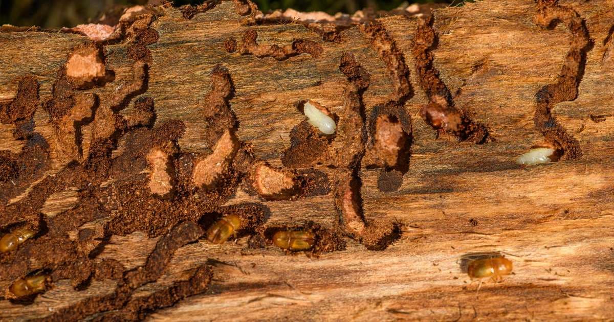 Flying Termites in Kerala: What a Swarm Actually Means