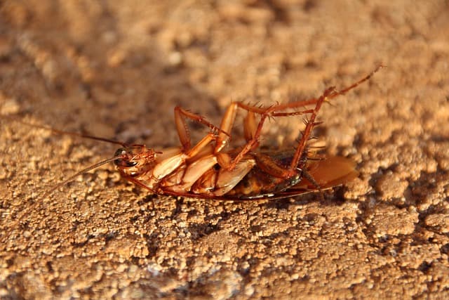Kitchen Cockroach Control Kerala: Proven Home Remedies